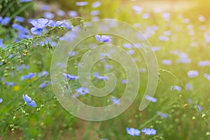 Tiny blue flowers on spring summer field, flax on home farm, natural herbal cultivation for linen