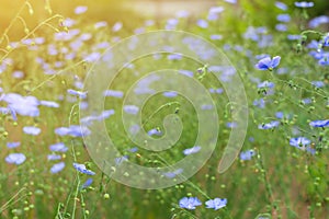 Tiny blue flowers on spring summer field, flax on home farm, natural herbal cultivation for linen