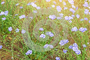 Tiny blue flowers on spring summer field, flax on home farm, natural herbal cultivation for linen