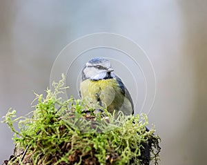 Tiny blue tit rests on a mossy branch of a tree