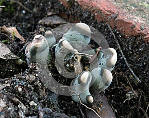 Tiny Blue & White Fungi