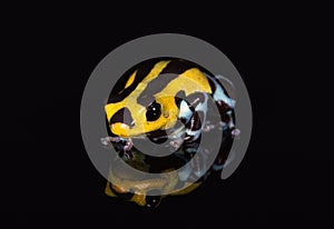 Pasco Dart Frog Ranitomeya sirensis divisoria