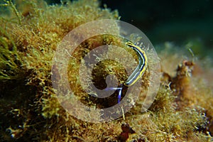 Tiny blue and yellow sea slug