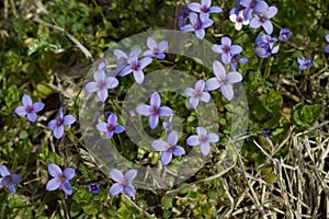 Tiny Bluet Wildflowers - Houstonia pusilla photo