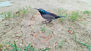 tiny bluish green color migrating bird called hummingbird sitting in grass