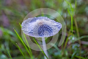 A tiny bluish muschroom in forest with fine nets on cap