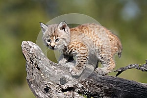 Tiny Bobcat Kitten