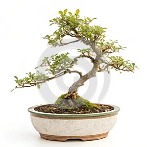 Tiny bonsai tree in ceramic pot isolated on white background