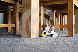 Tiny Boston Terrier puppy holds a miniature tennis ball toy in her mouth whilst she squeezes under the bottom of a wooden chair