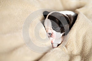 A tiny Boston Terrier puppy sleeps on a beige fluffy blanket. Pets. Dog. Sweet. Cute