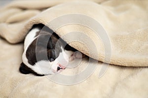 A tiny Boston Terrier puppy sleeps on a beige fluffy blanket. Pets. Dog. Sweet. Cute