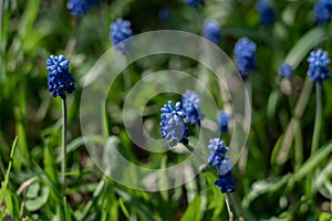 tiny bright blue flowers and green grass