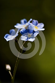 Tiny bright blue forget me not flowers, close-up, selective focus with bokeh green background