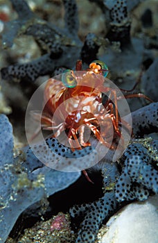 A tiny bright orange saron shrimp, Indonesia
