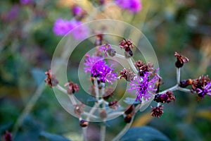 Tiny bright purple spiney flowers