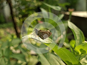 Small Brown Butterfly on Leaf