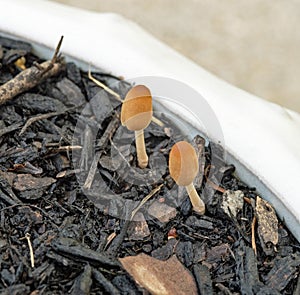 Tiny Brown Common Conecap Fungi