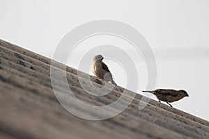 A tiny brown finch is looking upwards on a wall of house. Excellently formal bird is popular and widely seen across asia