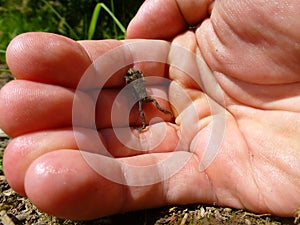 Tiny brown frog on a human hand