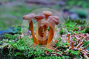 Tiny brown mushroom group on forest floor, fall season nature details
