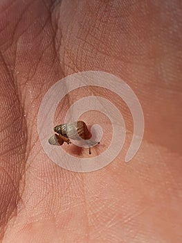 Tiny brown snail close-up on a child`s palm