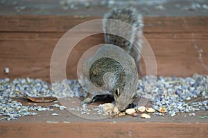 Tiny brown squirrel stealing nuts from the stairs