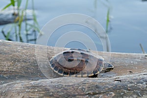 Tiny brown turtle lives on the old log in a little pond, with text copy space