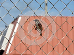 Tiny brown Warbler brd clinging to a link in a metal fence.