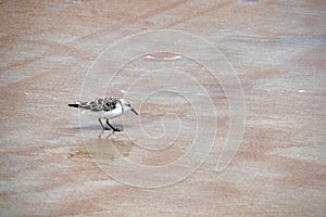 Tiny Brown-and-White Bird Picks Pieces of Food from the Sand