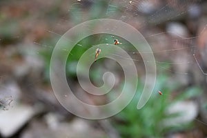 A tiny brownish orange color trashline orb weaver spider sits on its web photo