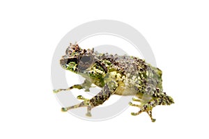 The tiny bubble-nest frog, Gracixalus supercornutus, on white