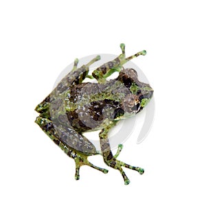 The tiny bubble-nest frog, Gracixalus supercornutus, on white