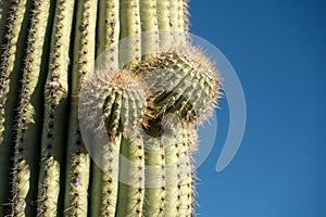 Tiny Buds Jut off of Saguaro Cactus