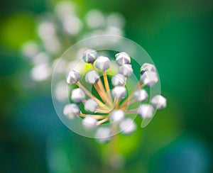 Tiny buds of Spiraea white flowers