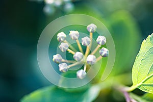 Tiny buds of Spiraea white flowers