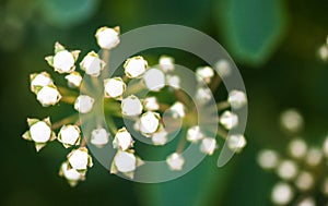 Tiny buds of Spiraea white flowers