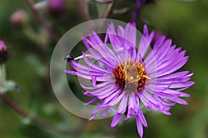 Tiny Bug on Big Aster