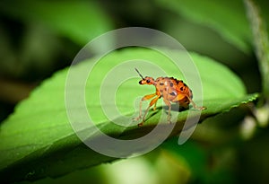 A tiny bug is hooping around a branch of leaves