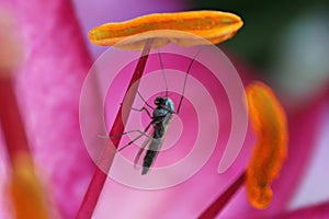 A tiny bug takes shelter under a lily anther