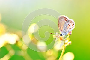 Tiny butterfly