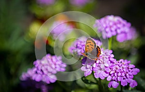 Tiny butterfly on the colorful meadow