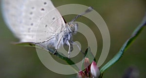 tiny butterfly on grassflower