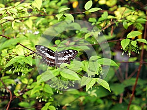 A tiny butterfly is among trees with tiny white flowers.