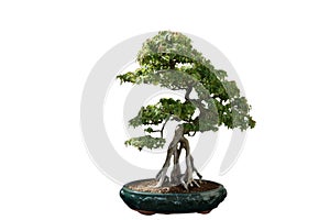 Tiny Buttonwood Bonsai Tree Shaped and Sculpted