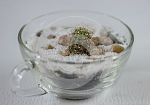 Tiny cactus in a glass pot