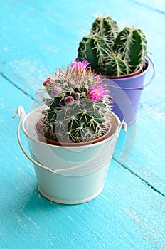 Tiny cactuses in bucket flowerpots