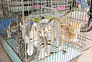 Tiny cage overcrowded with young sad domestic cats at asian market for sale - Vietnam, Saigon