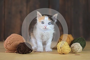 Tiny Calico Kitten With Yarn on a Wooden Background