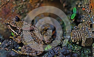 Tiny camouflaged toad no bigger than a bolt and about to...