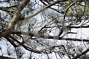Tiny Carolina Chickadee in a Tree